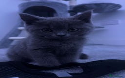 British Shorthair cats for sale: Outstanding PURE BSH kitten - Image 2