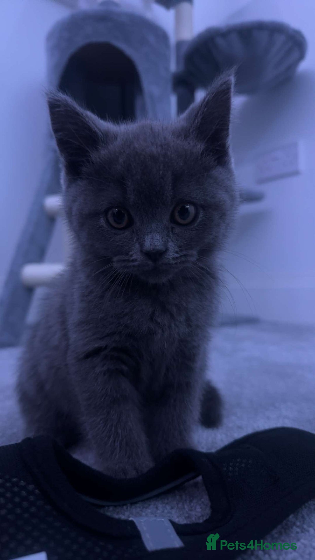 British Shorthair cats for sale: Outstanding PURE BSH kitten - Image 2