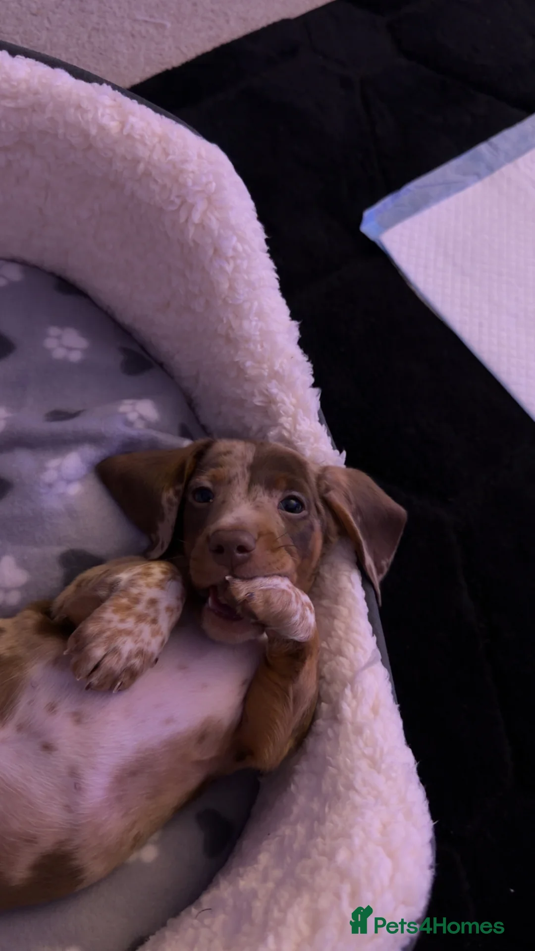 Miniature Dachshund dogs for sale: Dapple mini dachshund   in Maidstone - Advert 1