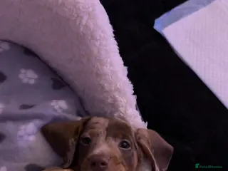 Miniature Dachshund dogs Dapple mini dachshund - Advert 1