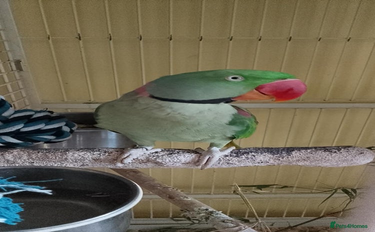 Parakeets birds - Advert 1