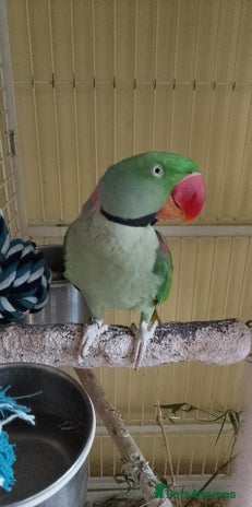 Parakeets birds - Advert 7