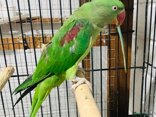 Parrots birds - Advert 1