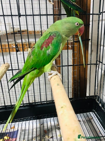 Parrots birds - Advert 3