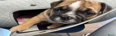 English Bulldog 2