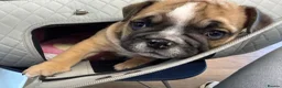 English Bulldog dogs for sale: Ronnie & Reggie 2 Bulldog Pups - Advert 4