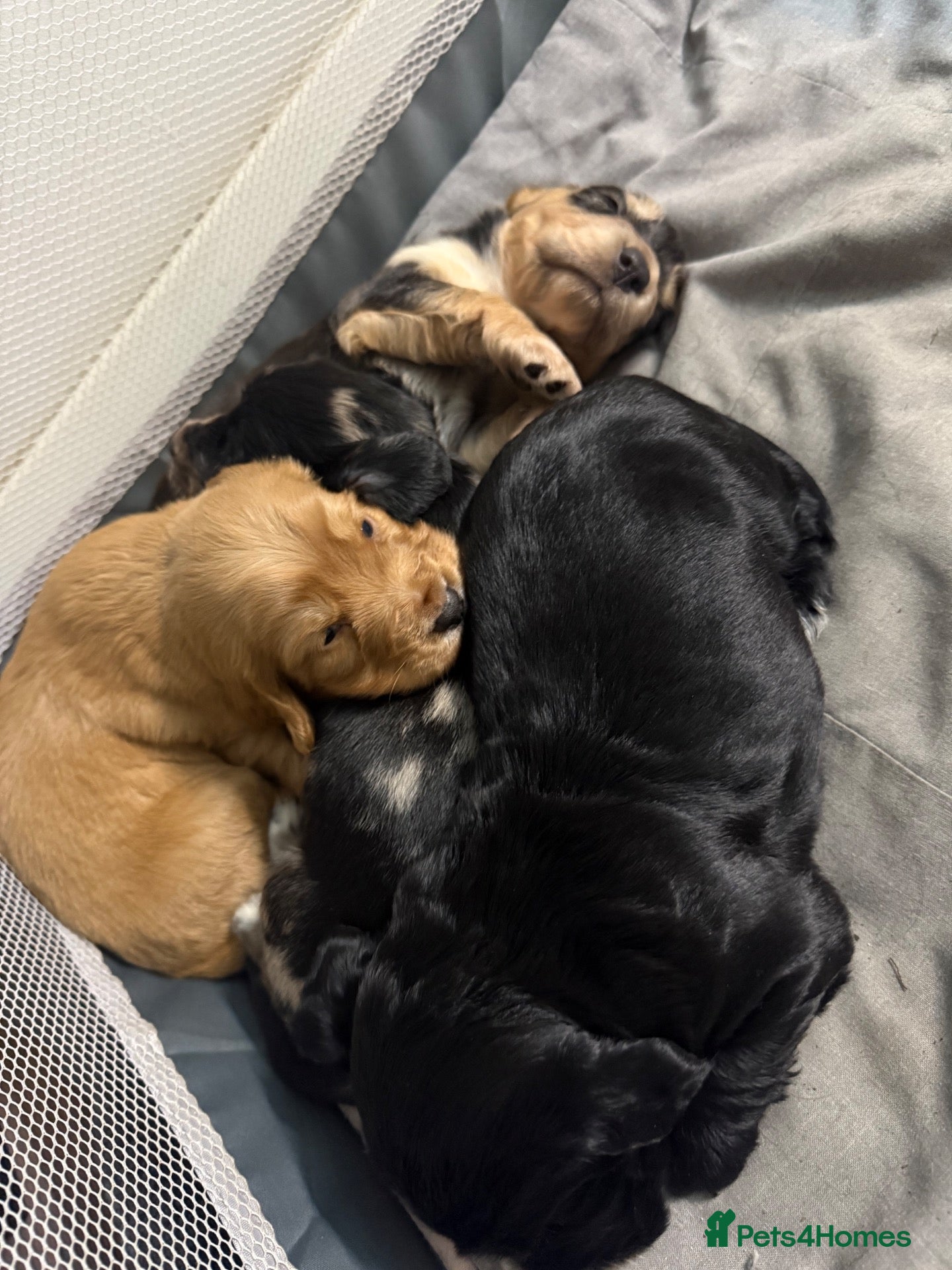 Cocker Spaniel dogs  Cockerspaniel puppies 🐶Only 2 boys left 🩵 - Advert 4
