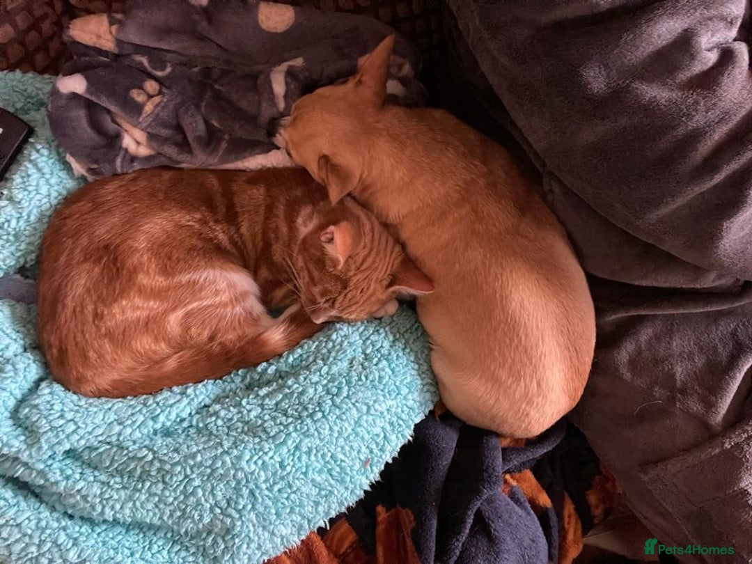 Mixed Breed cats for sale: Ginger neutered males for new home - Image 8