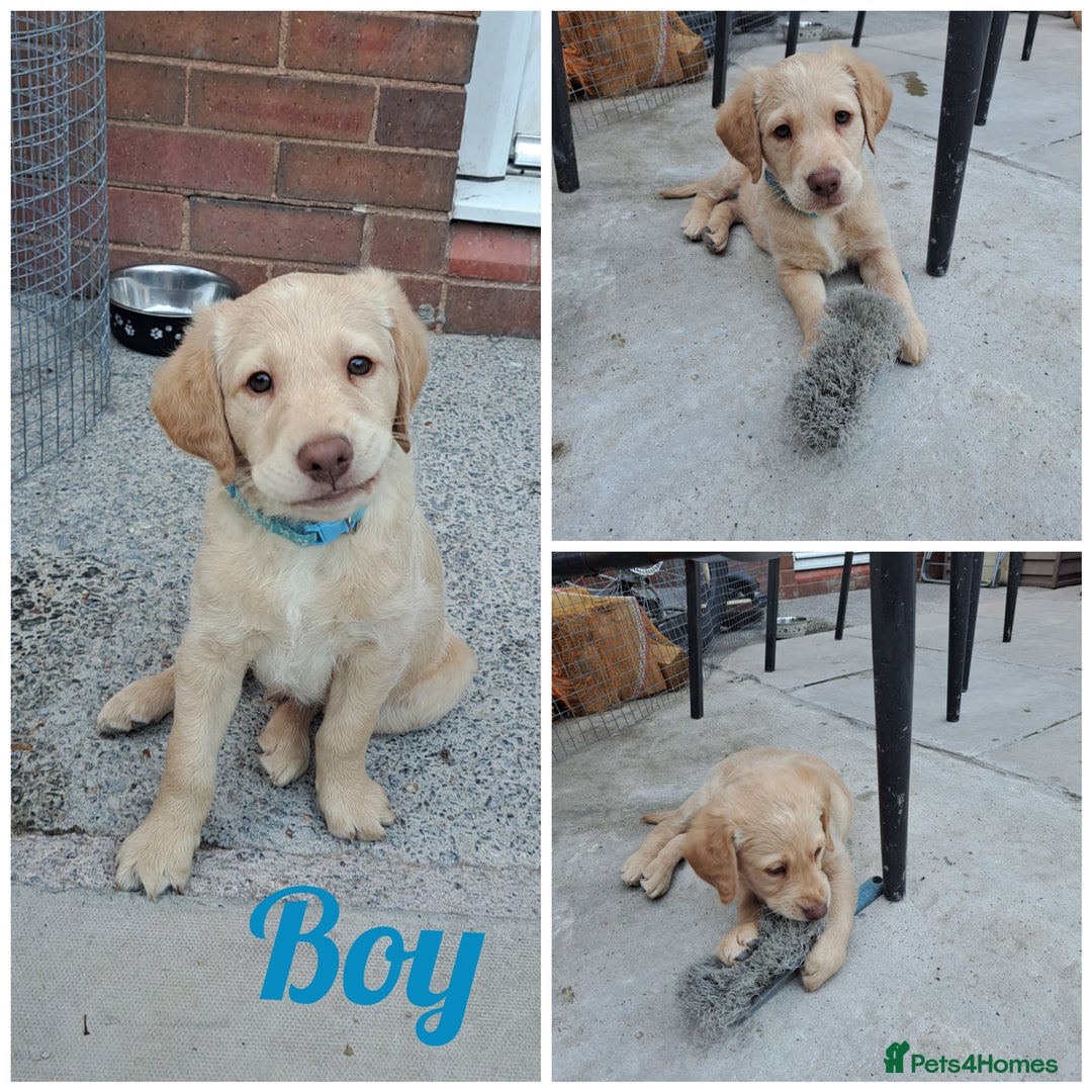Labradoodle dogs for sale: Labradoodle puppies  - Image 14