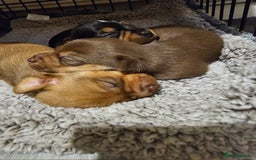 Jack Russell dogs for sale: LOVELY TRI-COLOURED JACK RUSSELL PUPS FOR SALE🐶❤️ - Image 1
