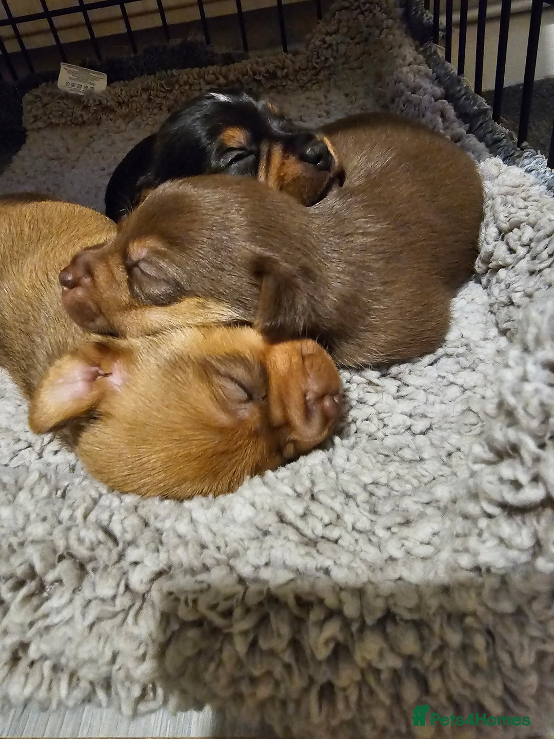 Jack Russell dogs for sale: LOVELY TRI-COLOURED JACK RUSSELL PUPS FOR SALE🐶❤️ - Image 1