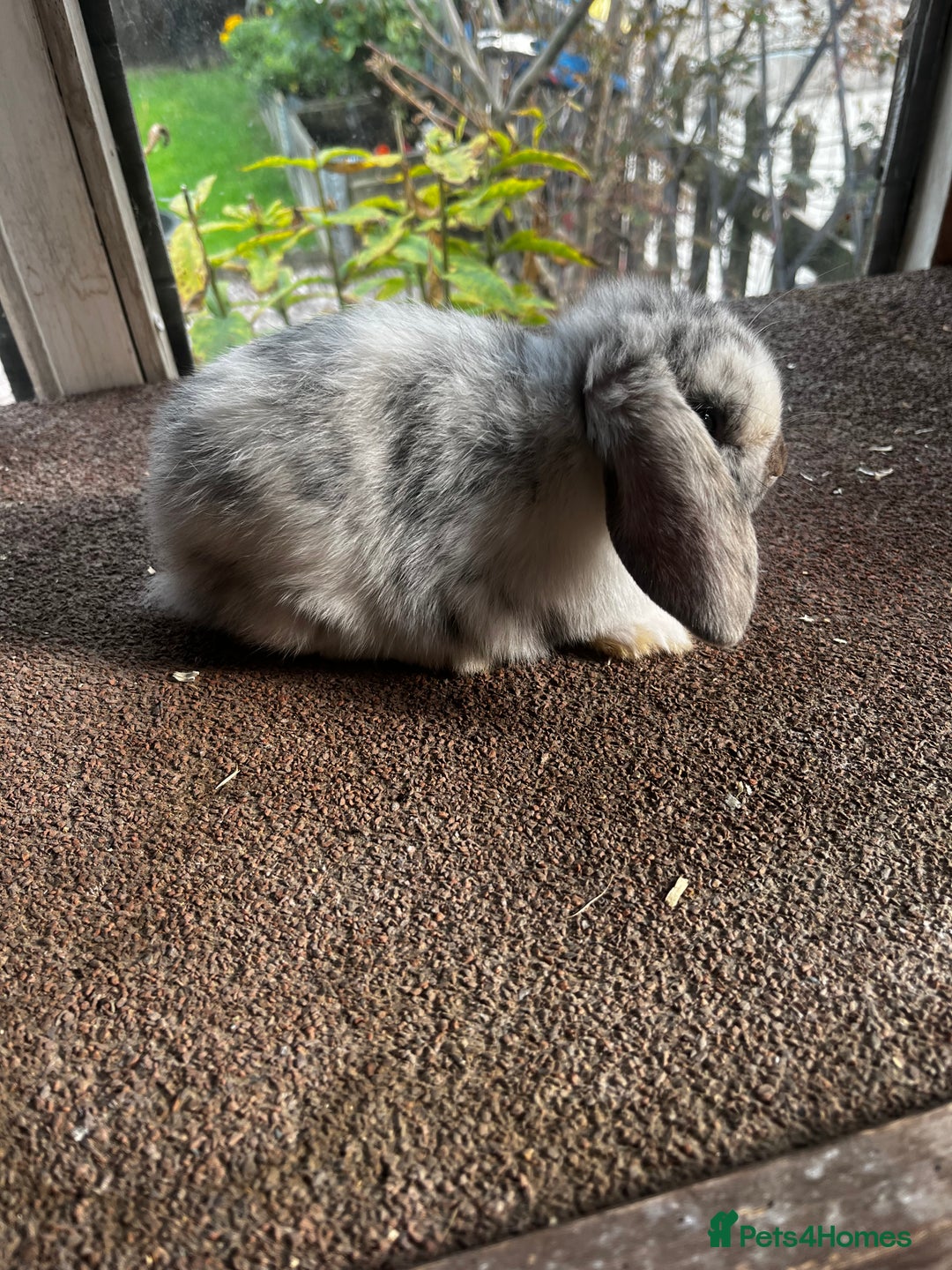 Mini Lop rabbits for sale: Two female mini lops for sale - Image 2