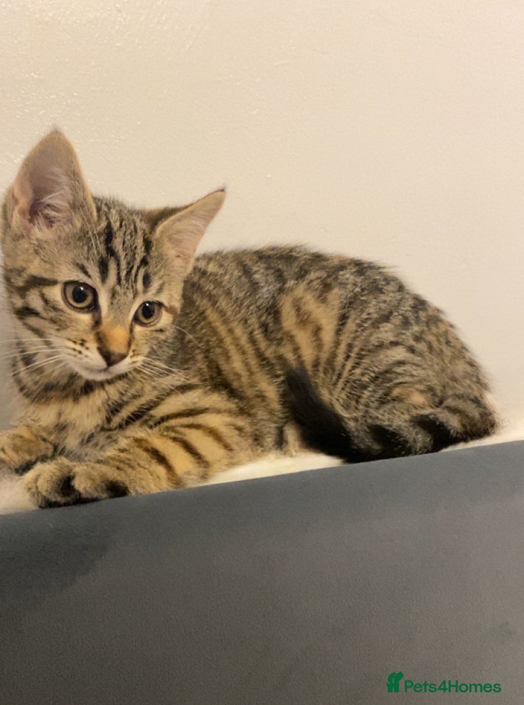 Mixed Breed cats for sale: 3 female kittens - Advert 2