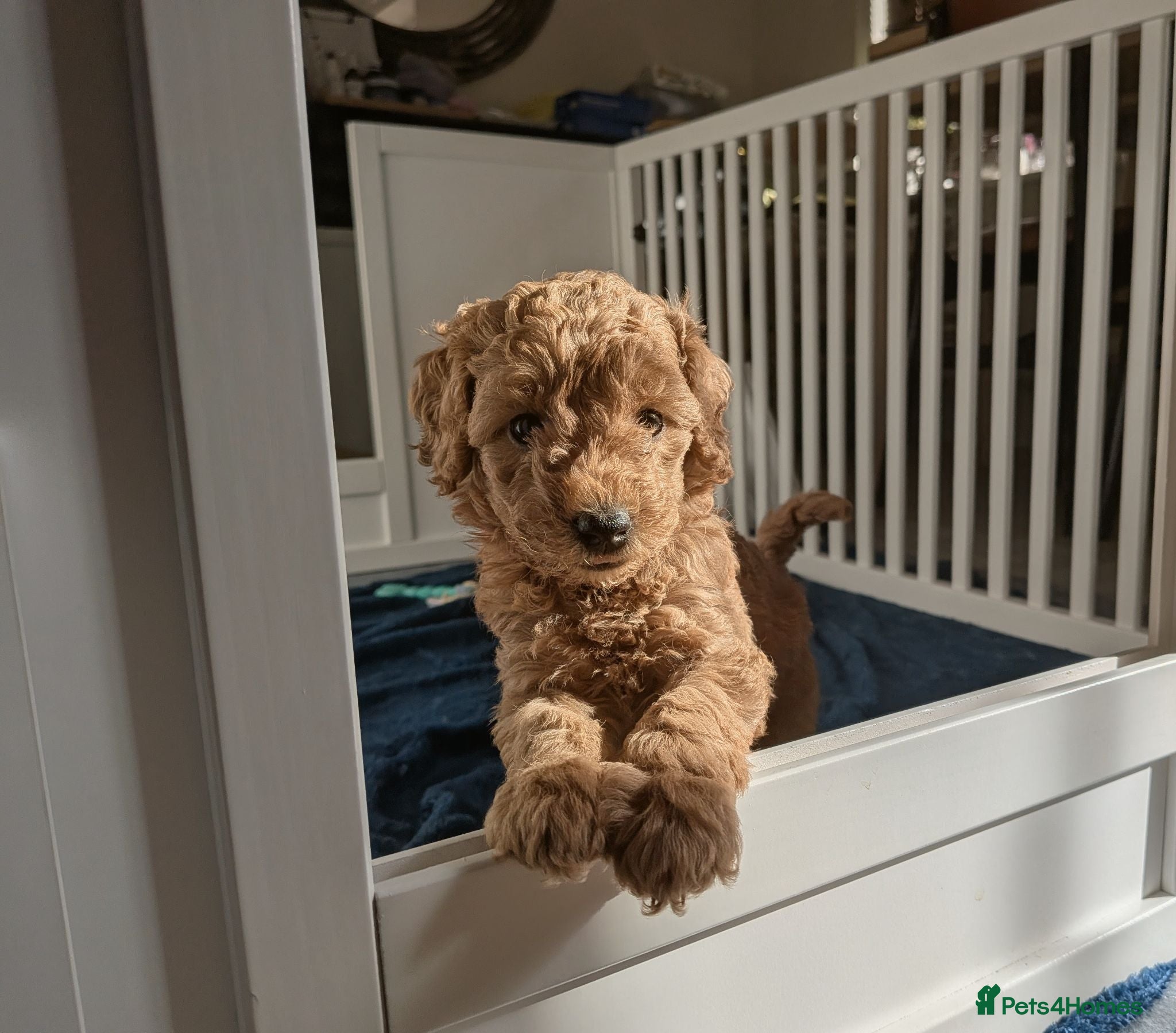 Miniature Poodle dogs KC Registered Red & Apricot Miniature Poodles - Advert 2