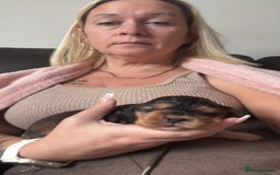 Cocker Spaniel dogs for sale: Gorgeously adorable Show Cocker Spaniels - Advert 27