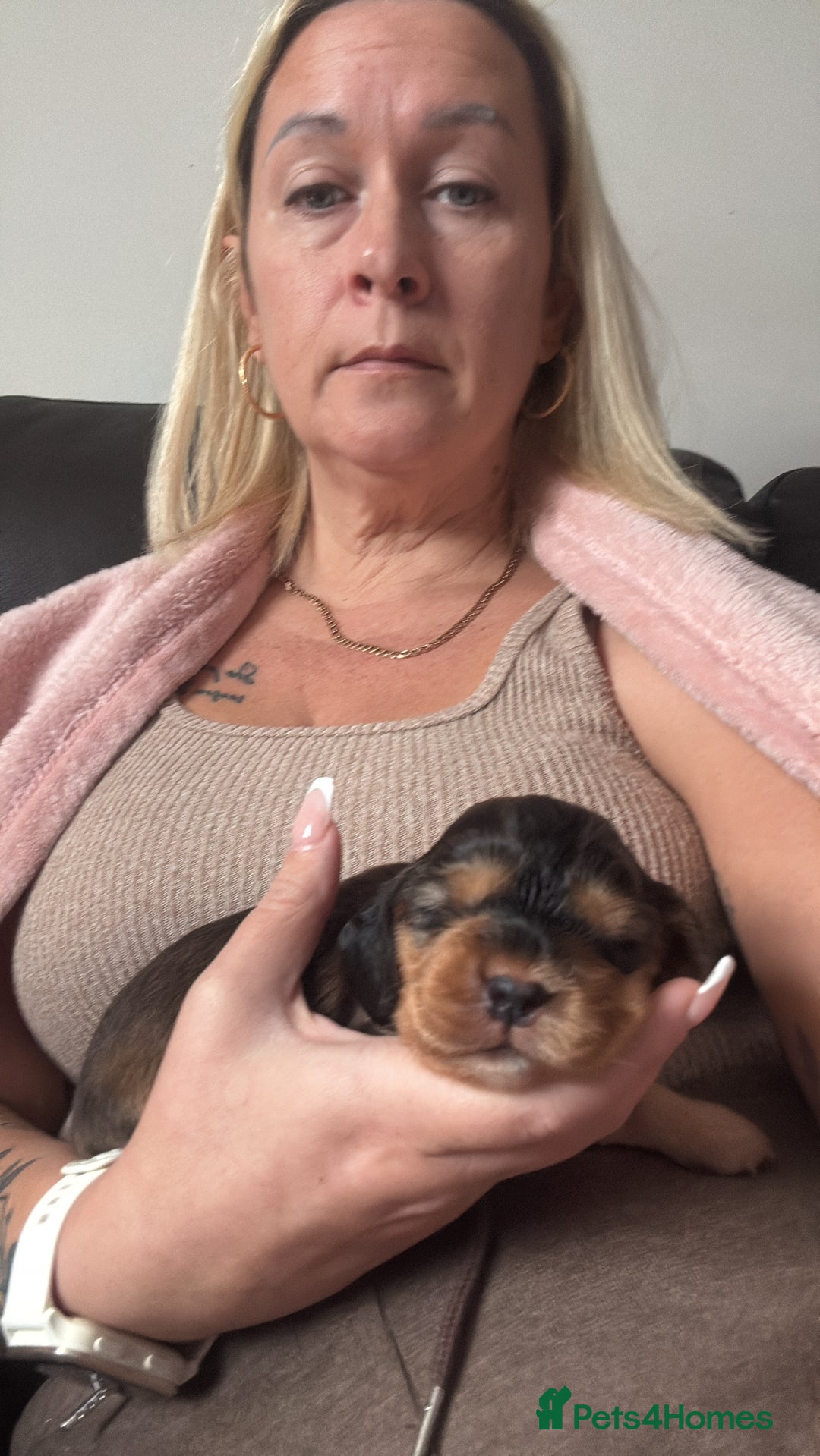 Cocker Spaniel dogs for sale: Gorgeously adorable Show Cocker Spaniels - Advert 27