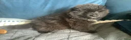 German Spitz dogs for sale: DELIGHFUL REGISTERED KLEIN DOG PUPPIES - Advert 4