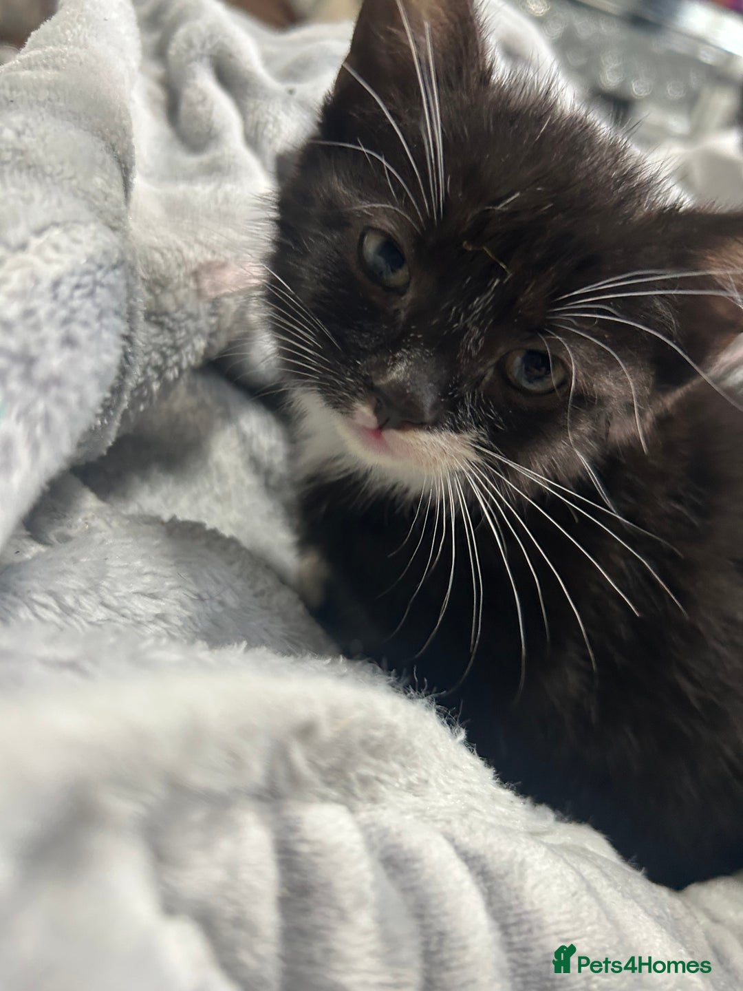 Domestic Shorthair cats for sale: Adorable Kittens! 🐾ready 18th January  - Advert 5