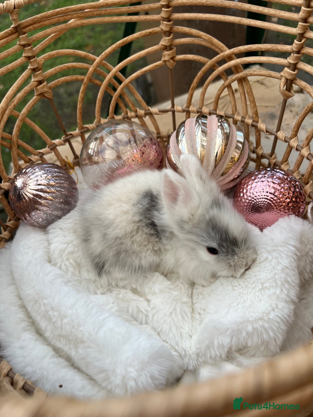 Lionhead rabbits for sale: 7 lionhead babies  - Advert 2