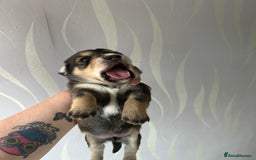 Mixed Breed dogs for sale: Husky cross dashound rare breed  - Image 11