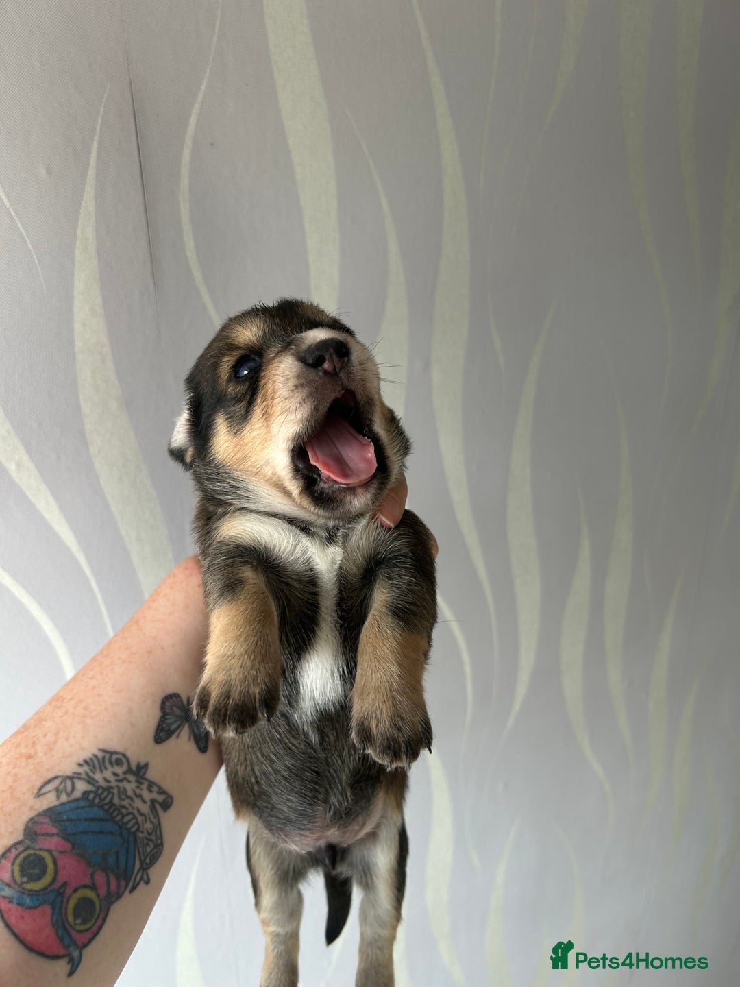 Mixed Breed dogs for sale: Husky cross dashound rare breed  - Image 11