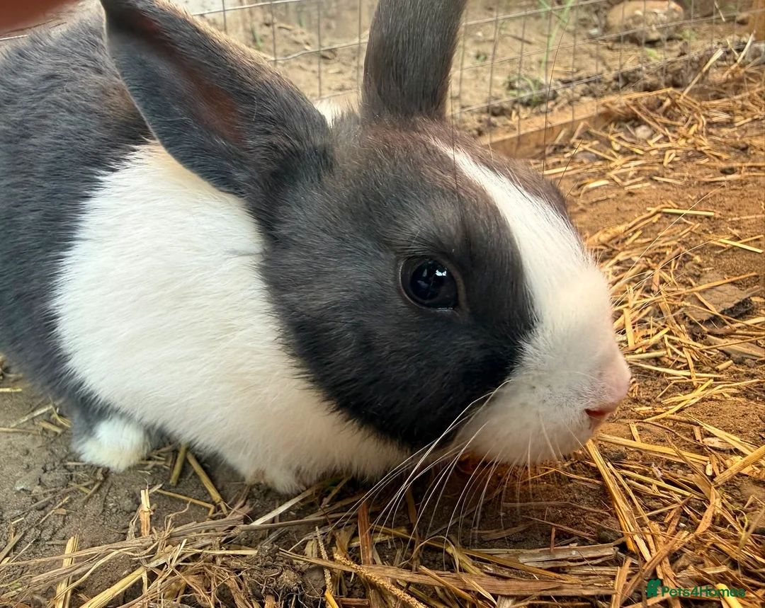 Dutch rabbits for sale: Dutch Rabbit in Great Yarmouth - Advert 5