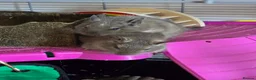 Degus rodents for sale: Lone degu. - Advert 3