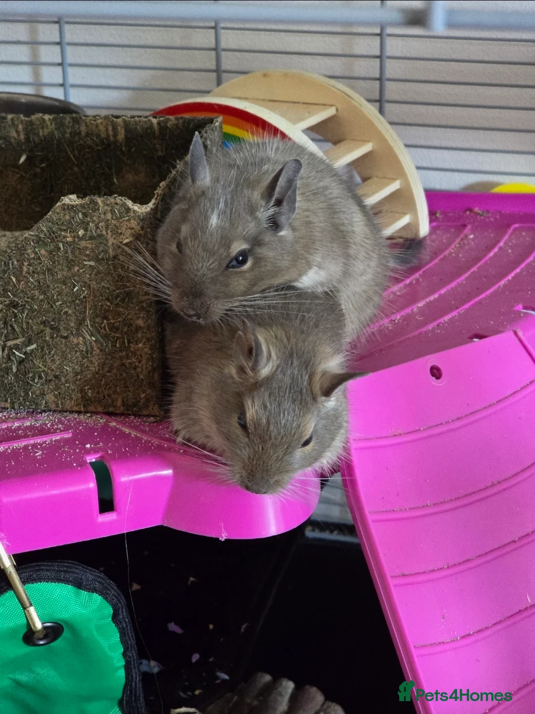 Degus rodents for sale: Lone degu. - Advert 3