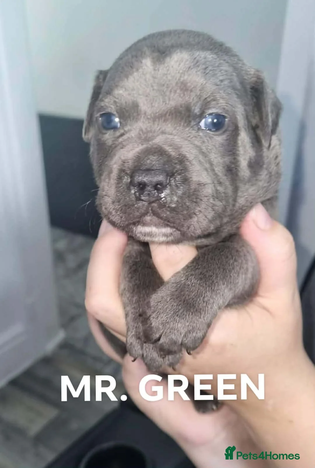 Staffordshire Bull Terrier dogs for stud: Mr Charming Teddy  - Advert 8
