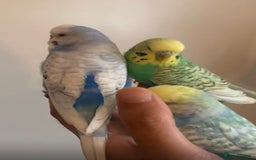 Budgerigars birds for sale: Tamed Handreared Budgies For Sale - Image 3