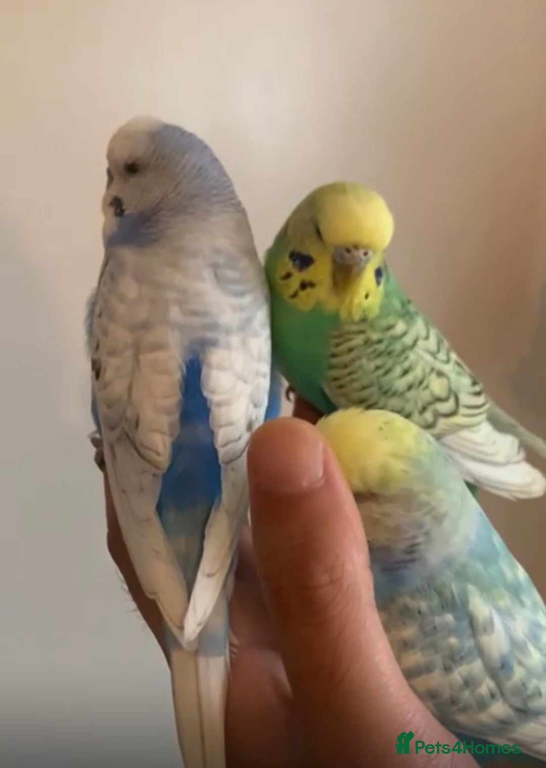 Budgerigars birds for sale: Tamed Handreared Budgies For Sale - Image 3