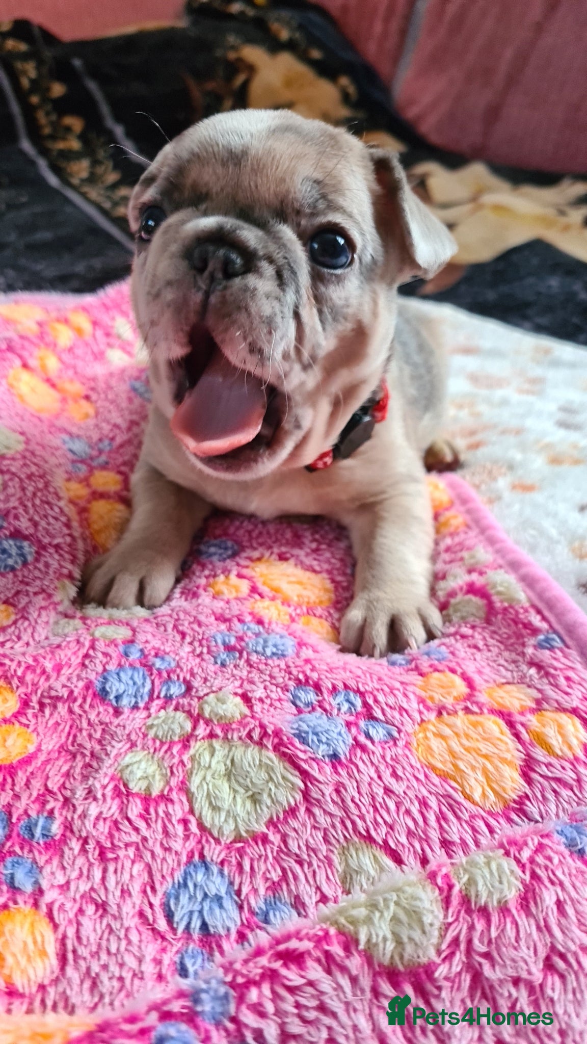 French Bulldog dogs for sale: French bulldog - Advert 8