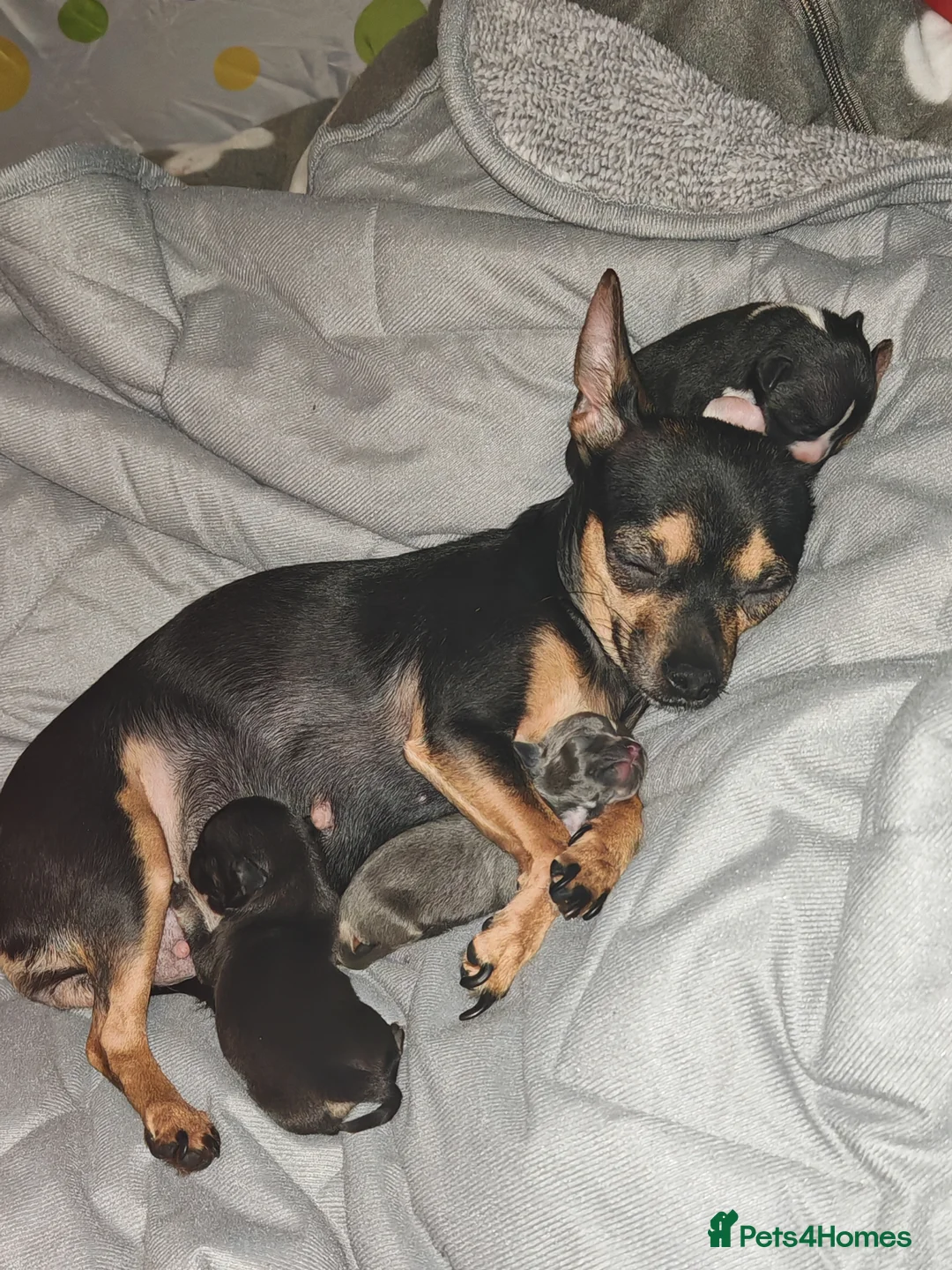 Chihuahua dogs for sale: Puppies for sale  - Advert 1