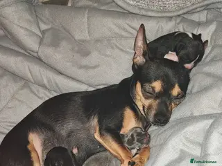 Chihuahua dogs Puppies for sale - Advert 18