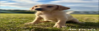 Labrador Retriever 1
