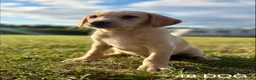Labrador Retriever dogs for sale: Kc Health Tested Labrador puppies  - Advert 7