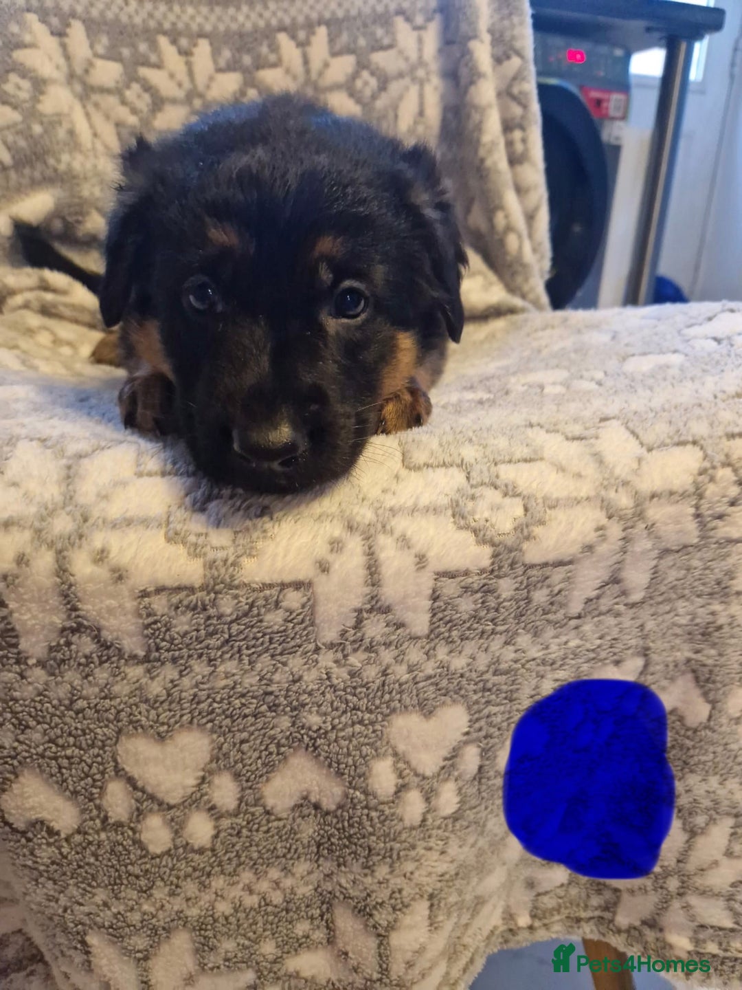 German Shepherd dogs for sale: 5 weeks German shepherd puppies  - Advert 13