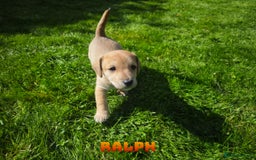 Mixed Breed dogs for sale: Parson Russell Cross Puppies  - Image 17