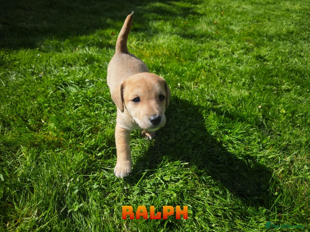 Mixed Breed dogs for sale: Parson Russell Cross Puppies  - Image 17