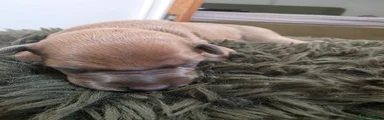 Italian Greyhound 2