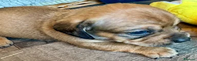 Mixed Breed 3