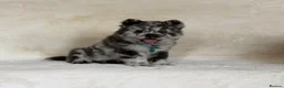 Chow Chow dogs for sale: Exotic colour pure chow chow puppies for sale  - Advert 21