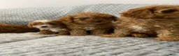 Cavapoo dogs for sale: Beautiful five Cavapoos - Advert 6