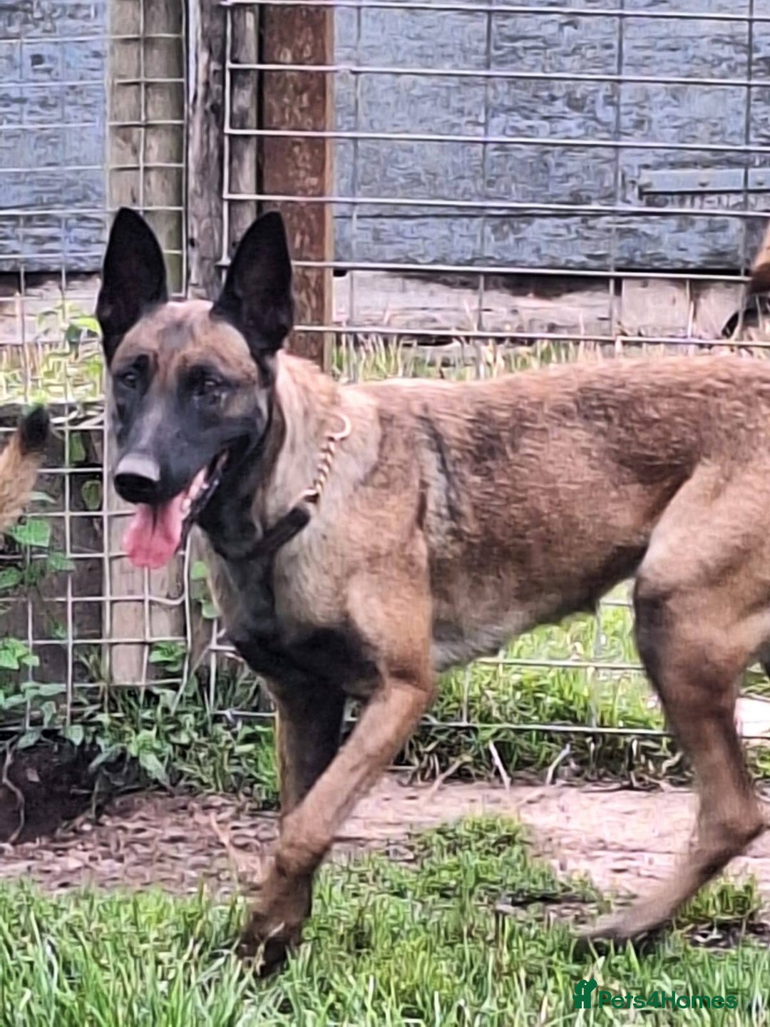Belgian Shepherd Dog dogs for adoption: Newt is looking for her forever home! - Image 4