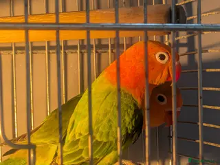 Lovebirds birds Hand Tamed Baby Love Birds🦜 - Advert 3