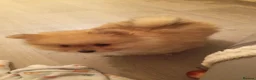 Pomeranian dogs for sale: Fluffy  - Advert 3