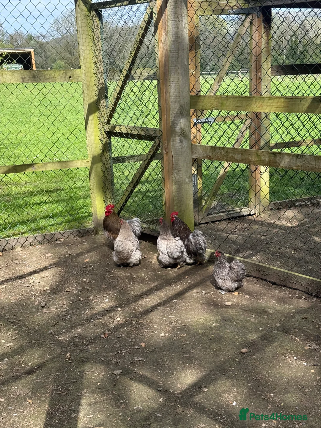 Chickens poultry for sale: Pekin bantams  in Sevenoaks - Advert 2