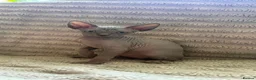 Sphynx cats for sale: Sphinx kittens available  in Aberdeen - Advert 4