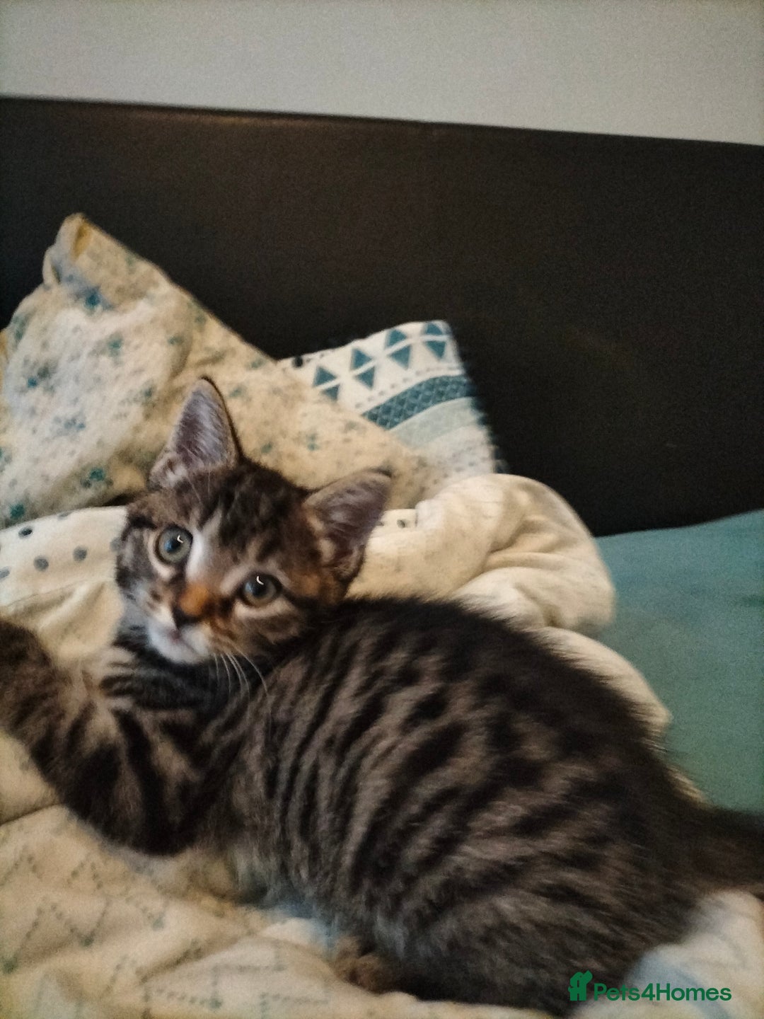 Mixed Breed cats for sale: 3 Beautiful Tabby fluffy Kittens - Image 16