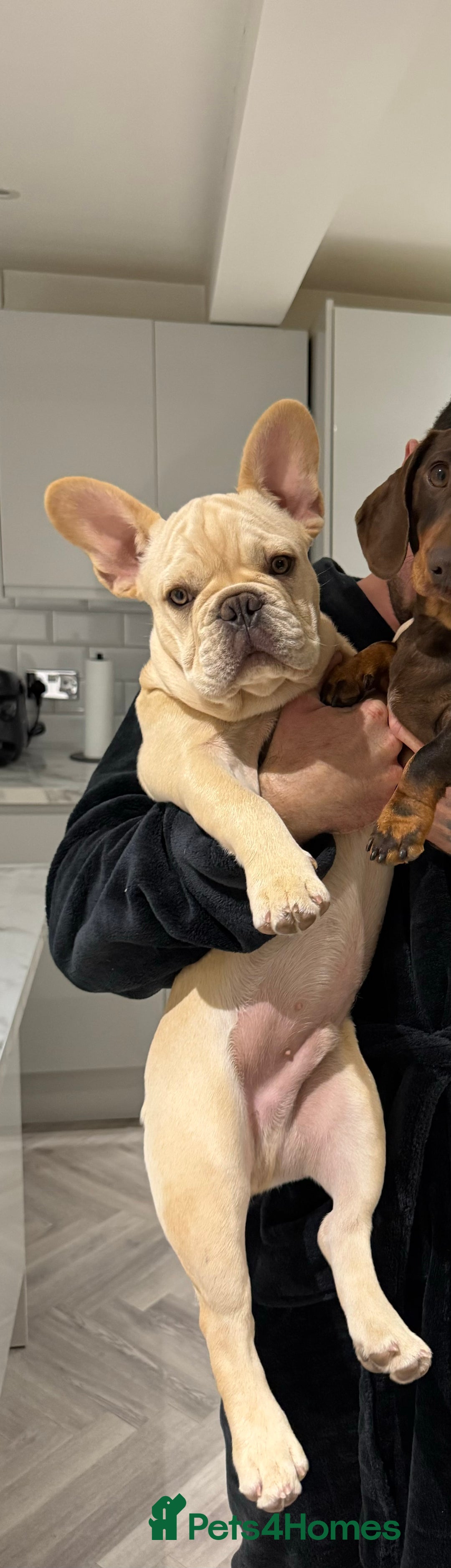 French Bulldog dogs for sale: French Bulldog  - Image 1